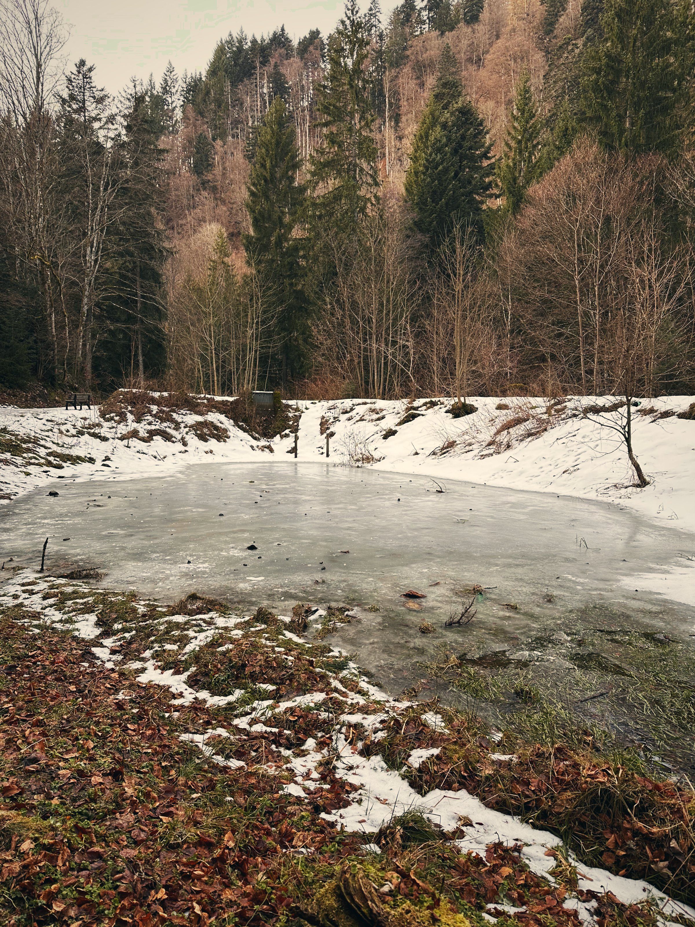 Frozen pond in the Black Forest