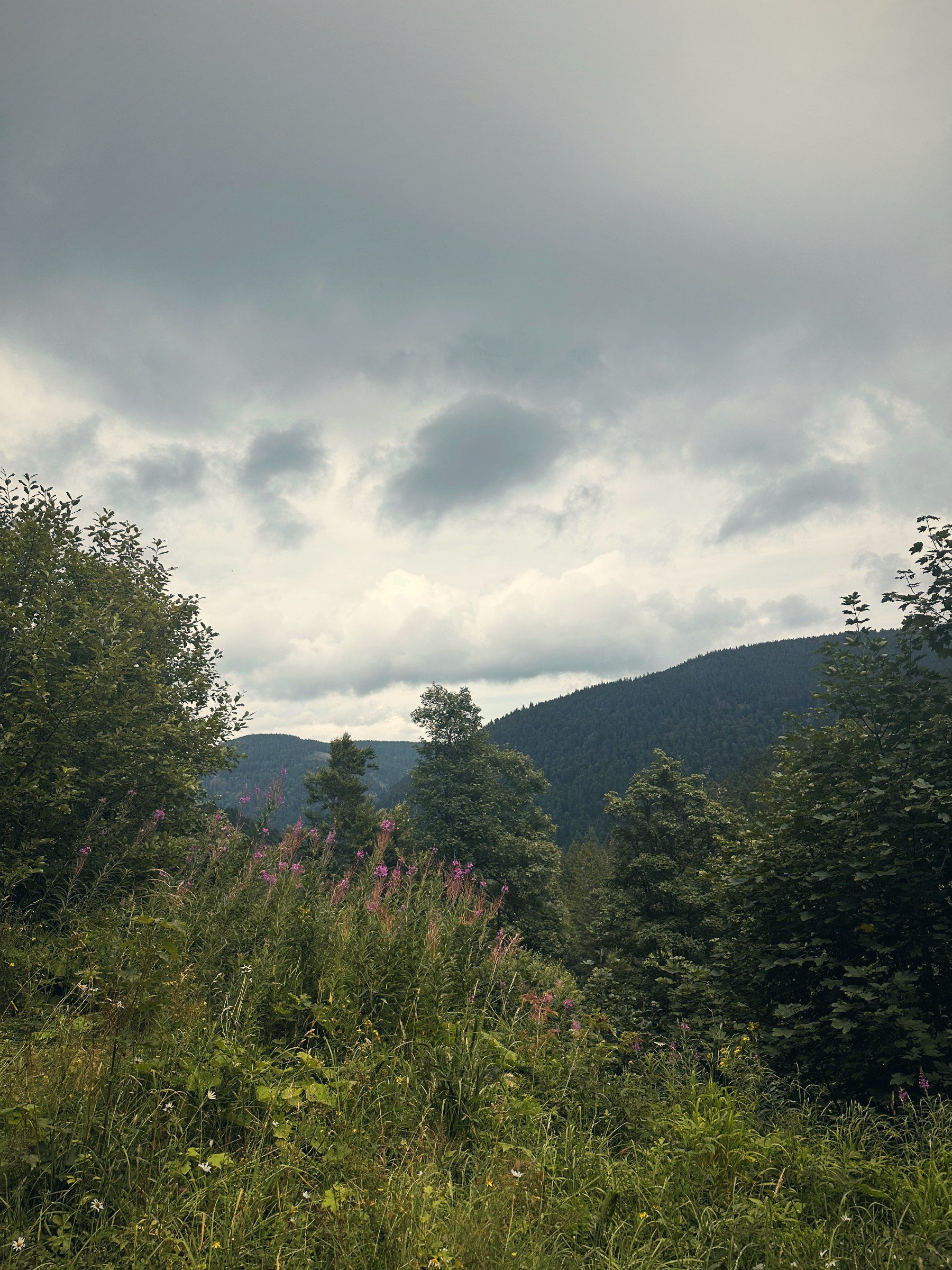 Wolken über dem Schwarzwald, vorn Sträucher und Gras