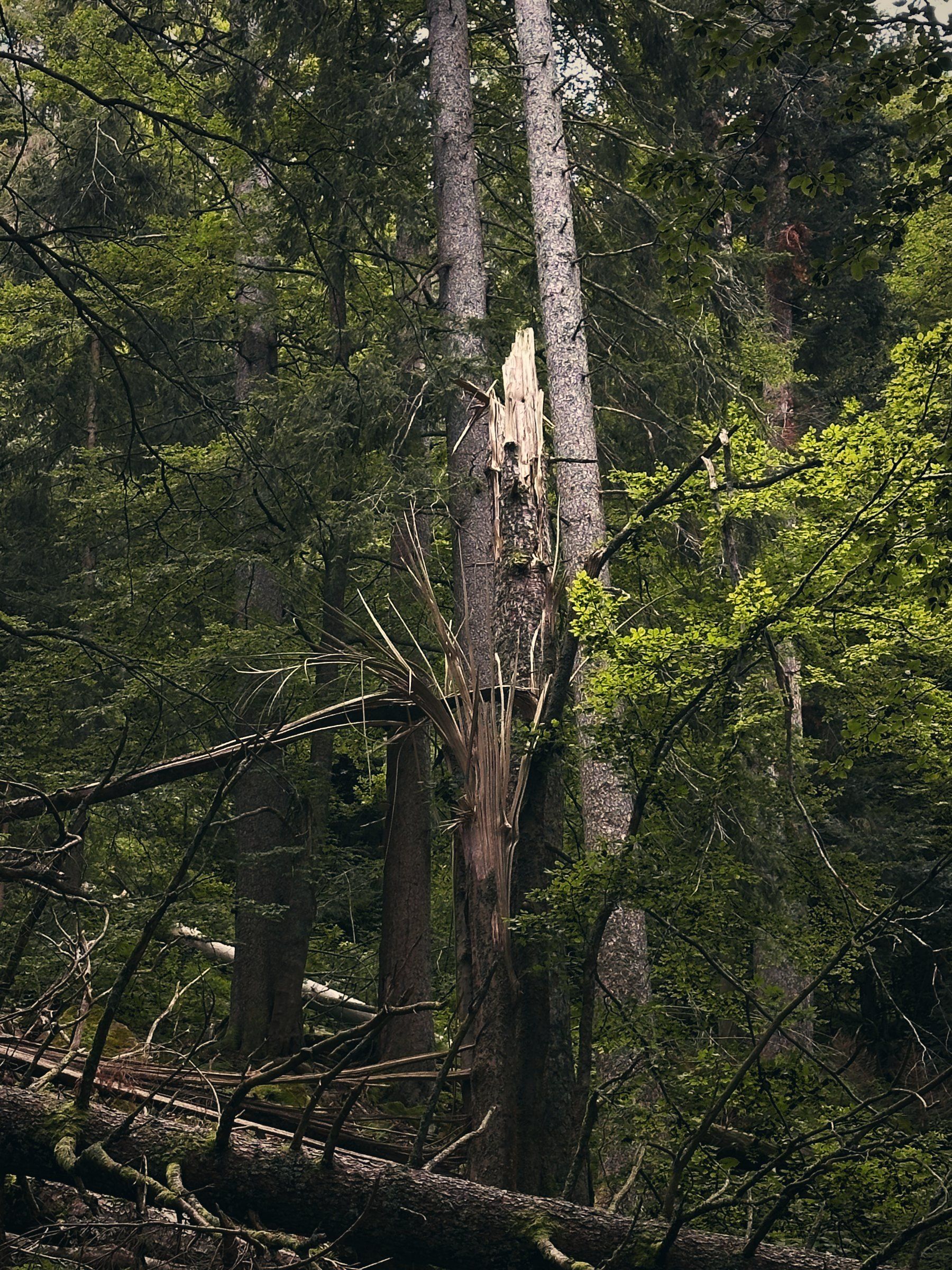 Wald mit umgestürzten Bäumen
