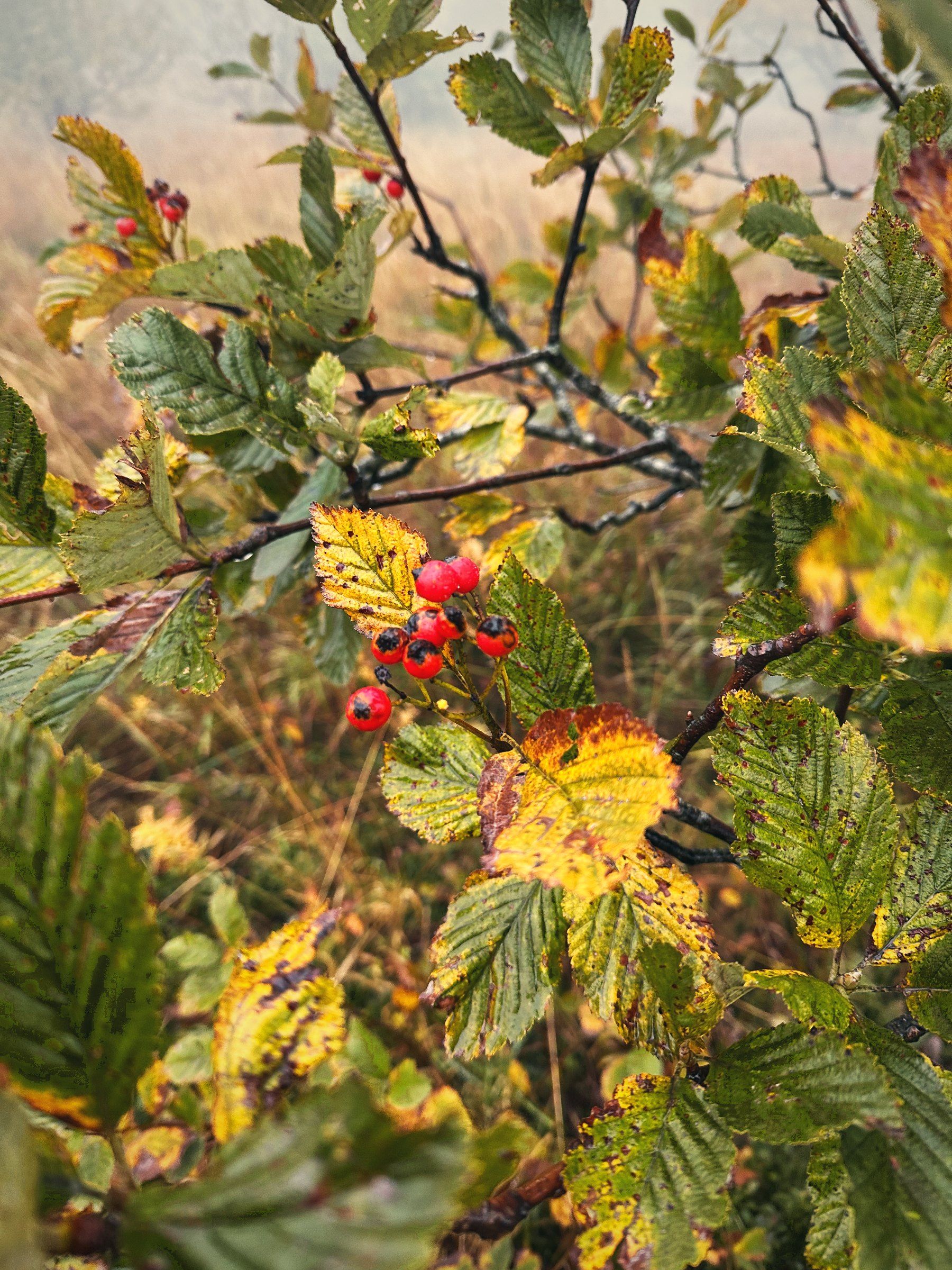 Rote Beeren und gelbes Herbstlaub