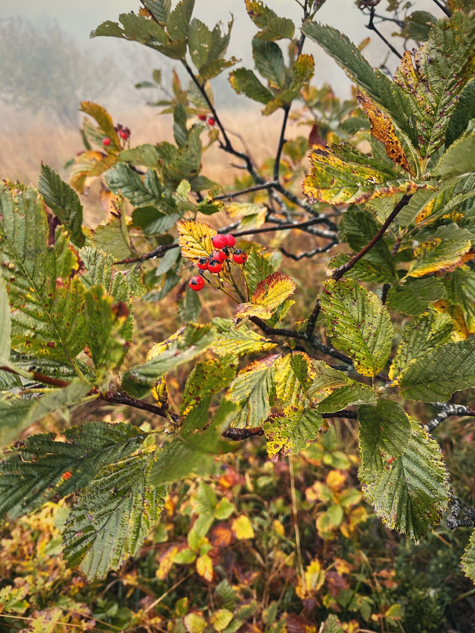 Baies rouges et feuilles d’automne au bord du chemin
