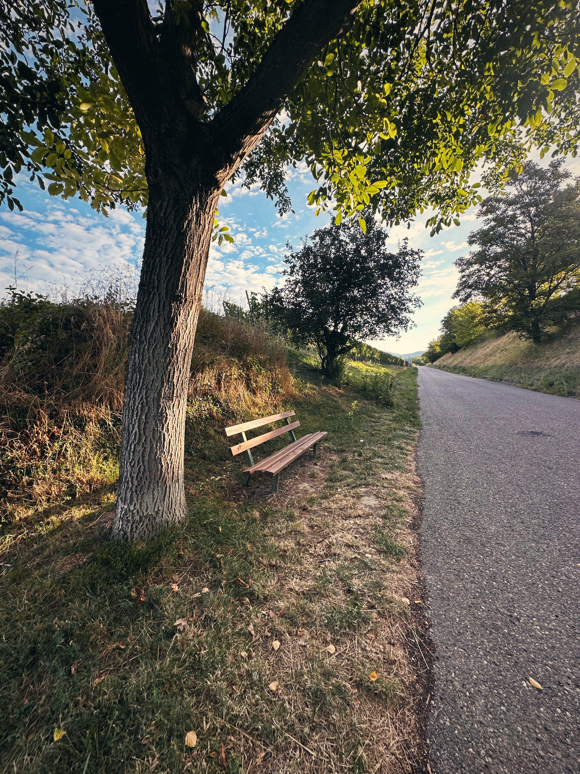 Holzbank unter einem Baum neben einem Feldweg