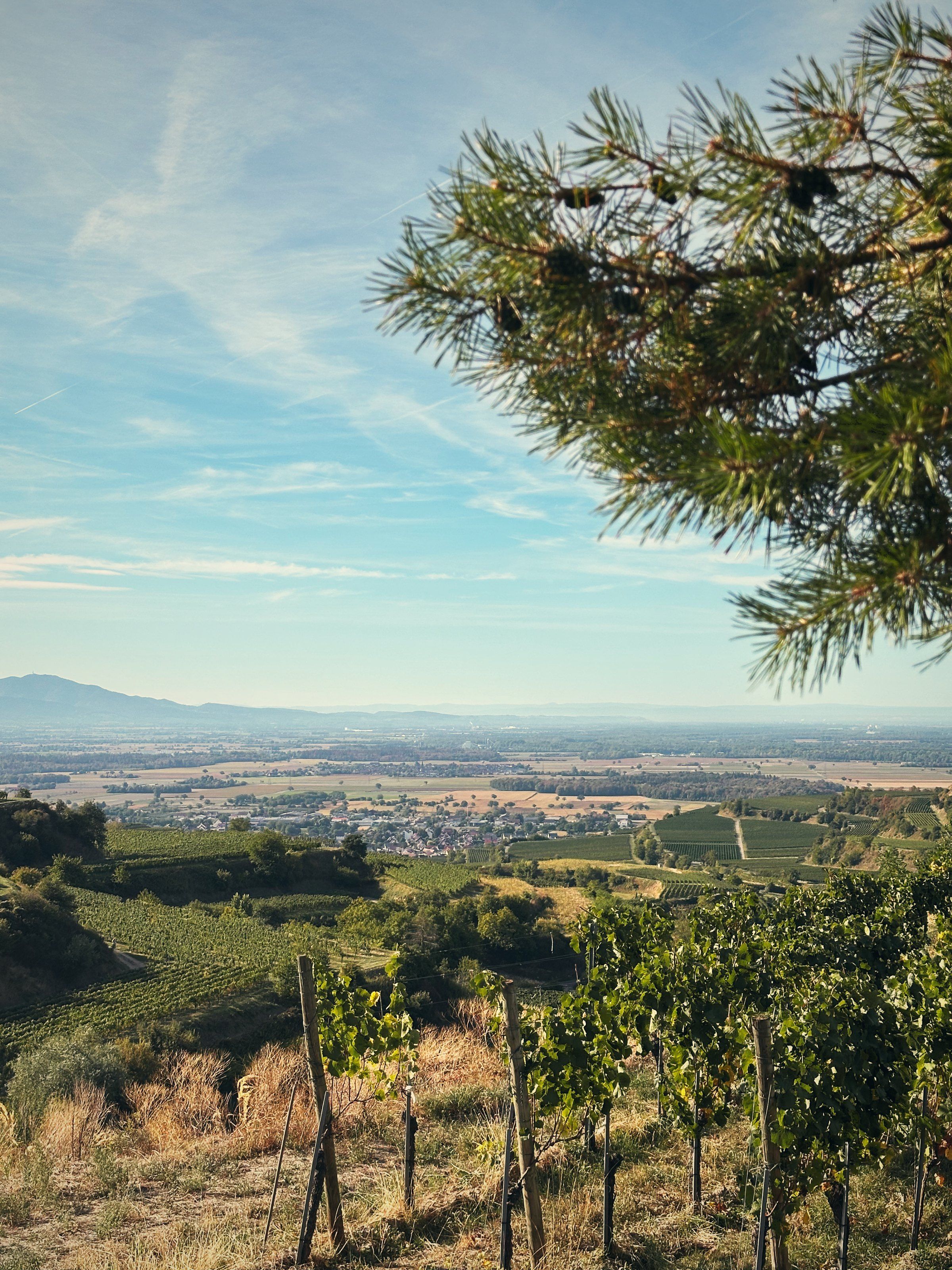View over the Rhine plain