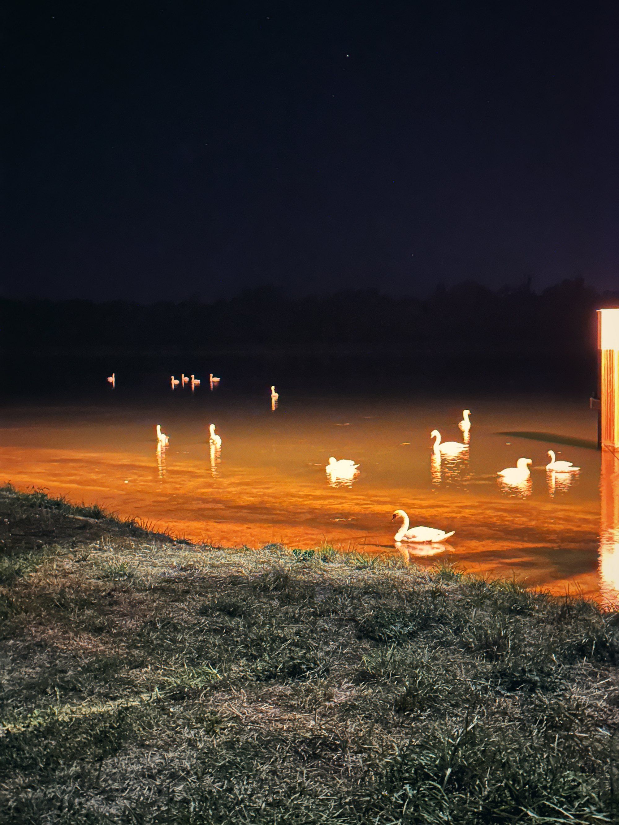 Schwäne auf beleuchtetem Wasser in der Nacht