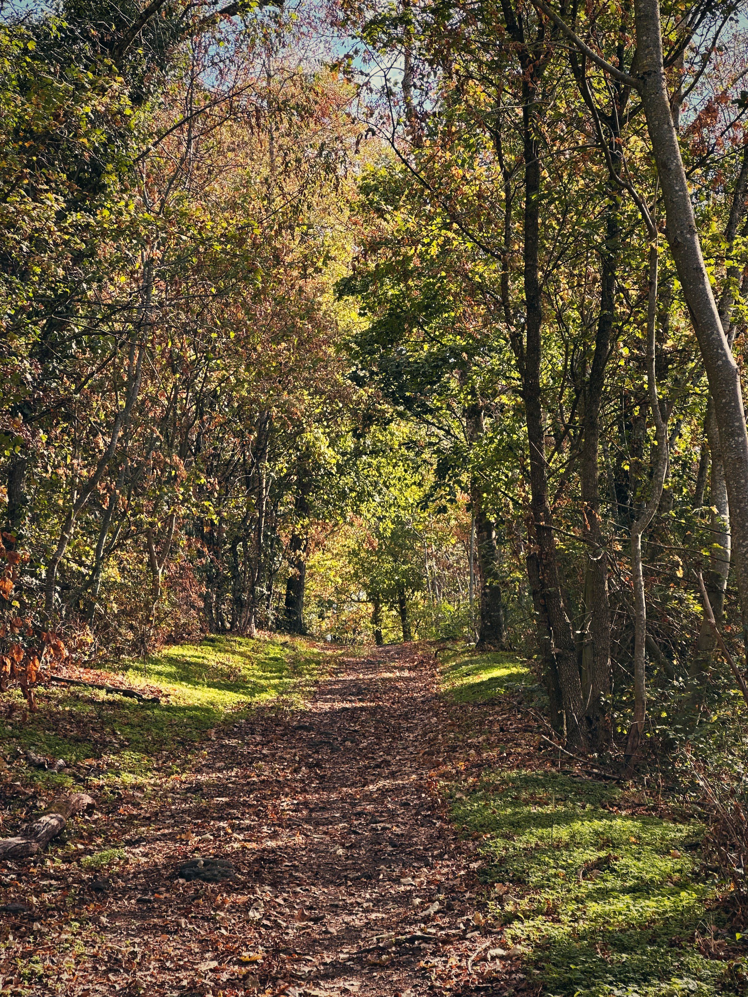 Forest path at the Kaiserstuhl