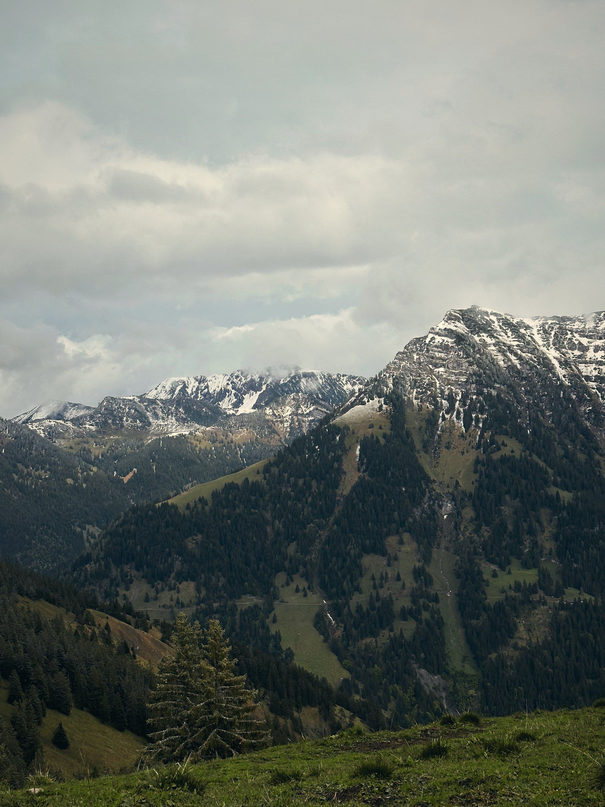 Verschneite Gipfel über einer grünen Bergwiese