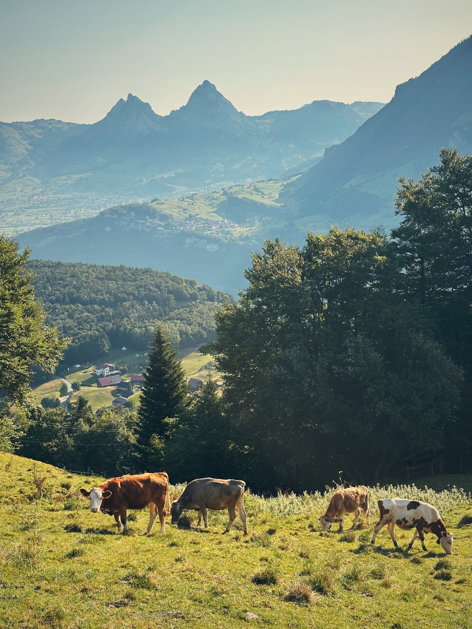 Cows on the alp with mountains behind