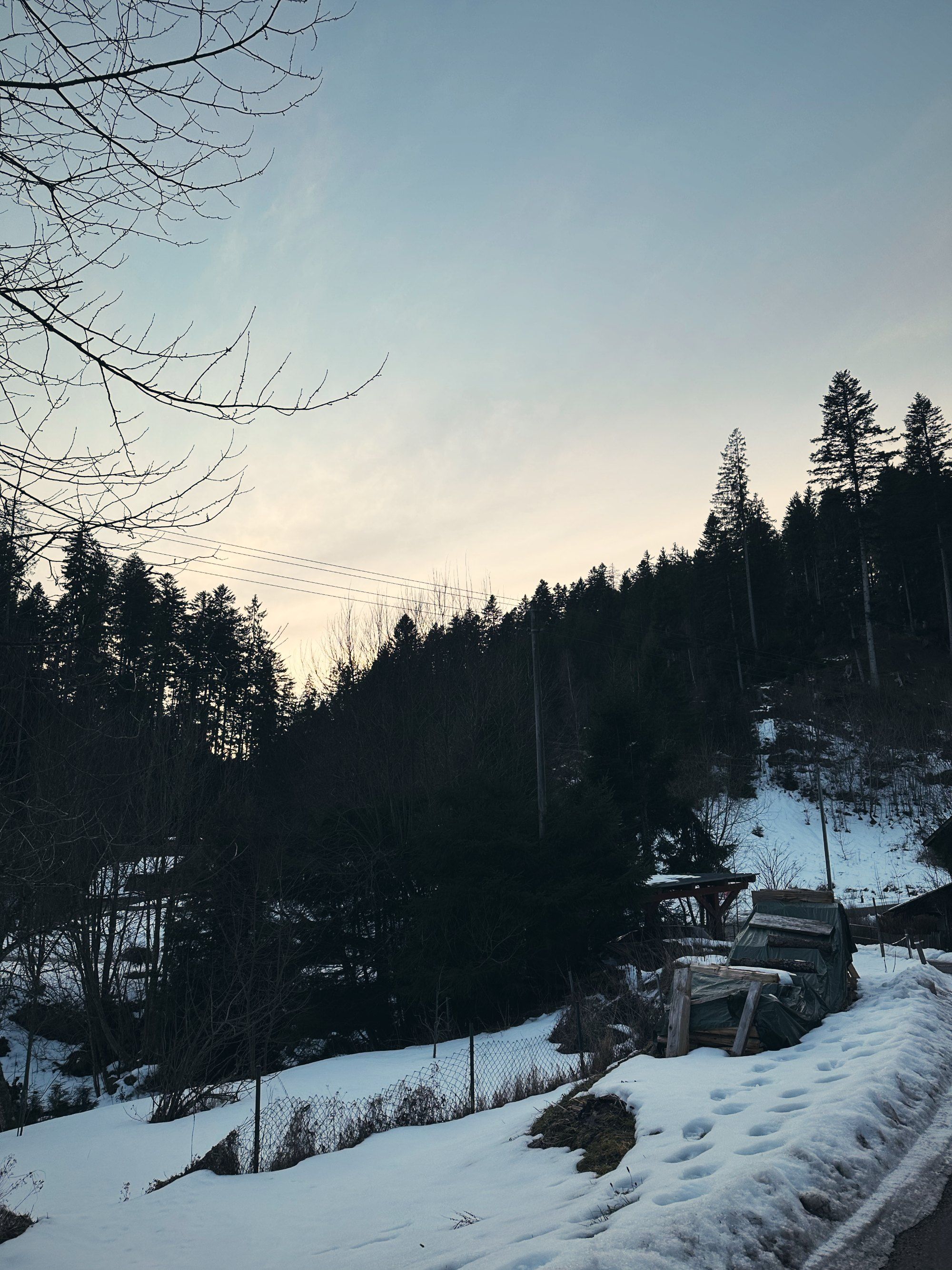 Dämmerung über verschneiten Wiesen und Tannen