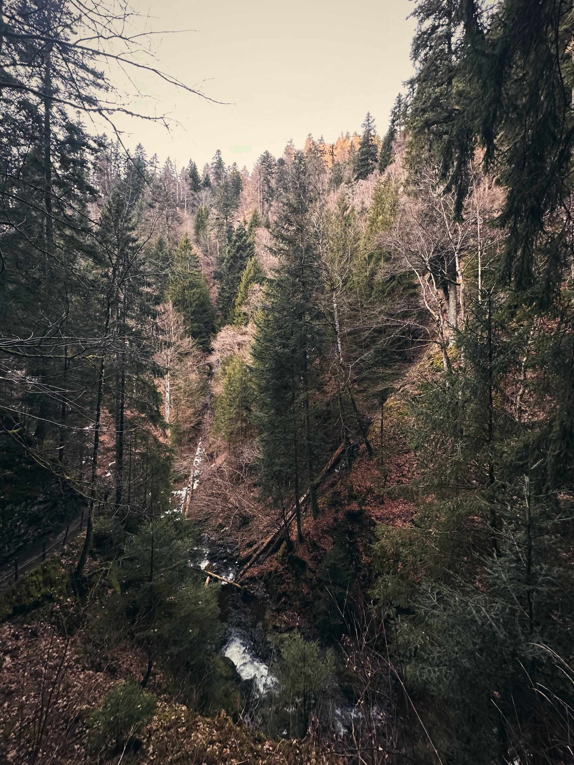 Bewaldete Schlucht mit Raureif auf den Tannen