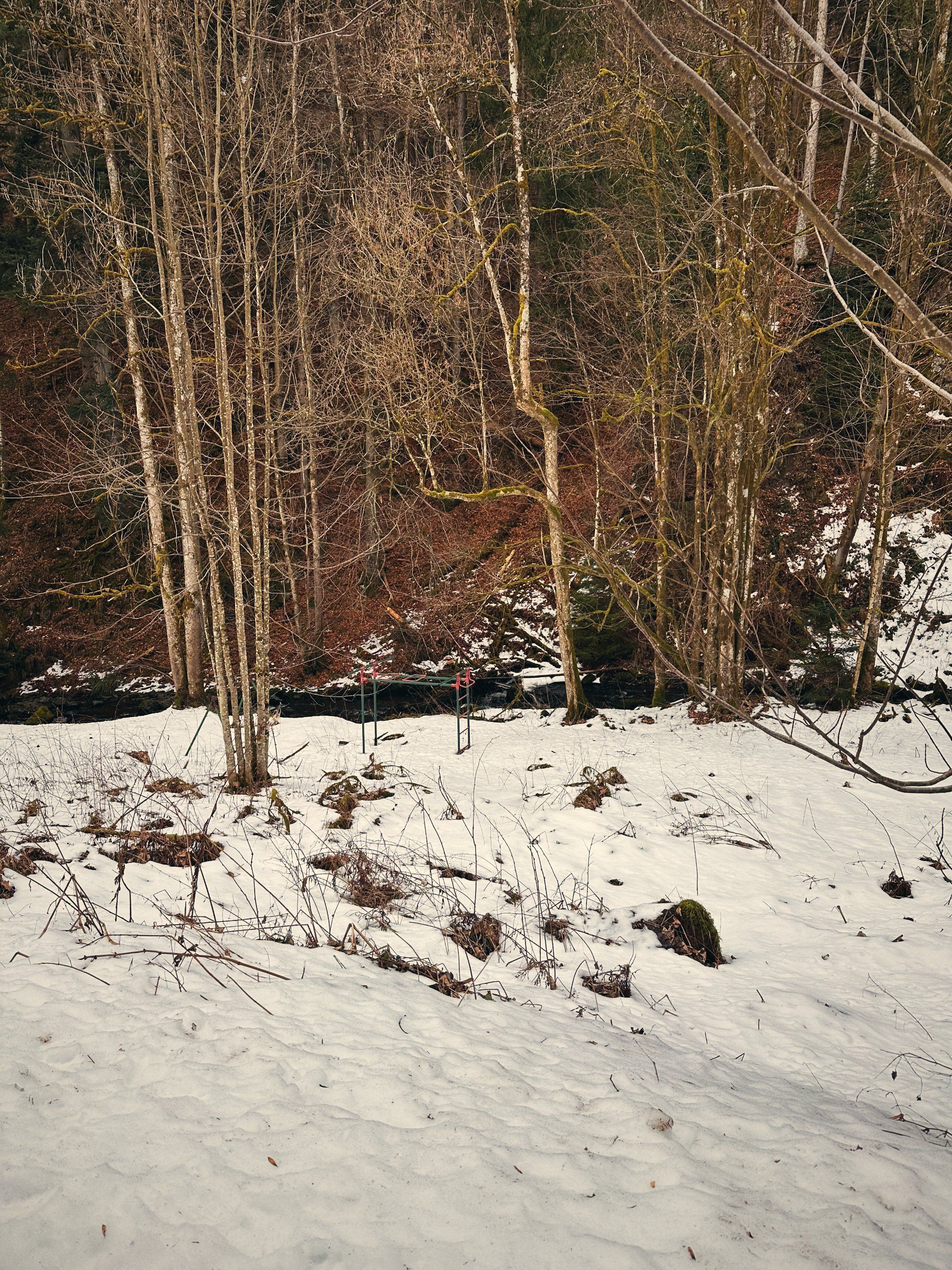Schnee unter kahlen Bäumen am Waldrand