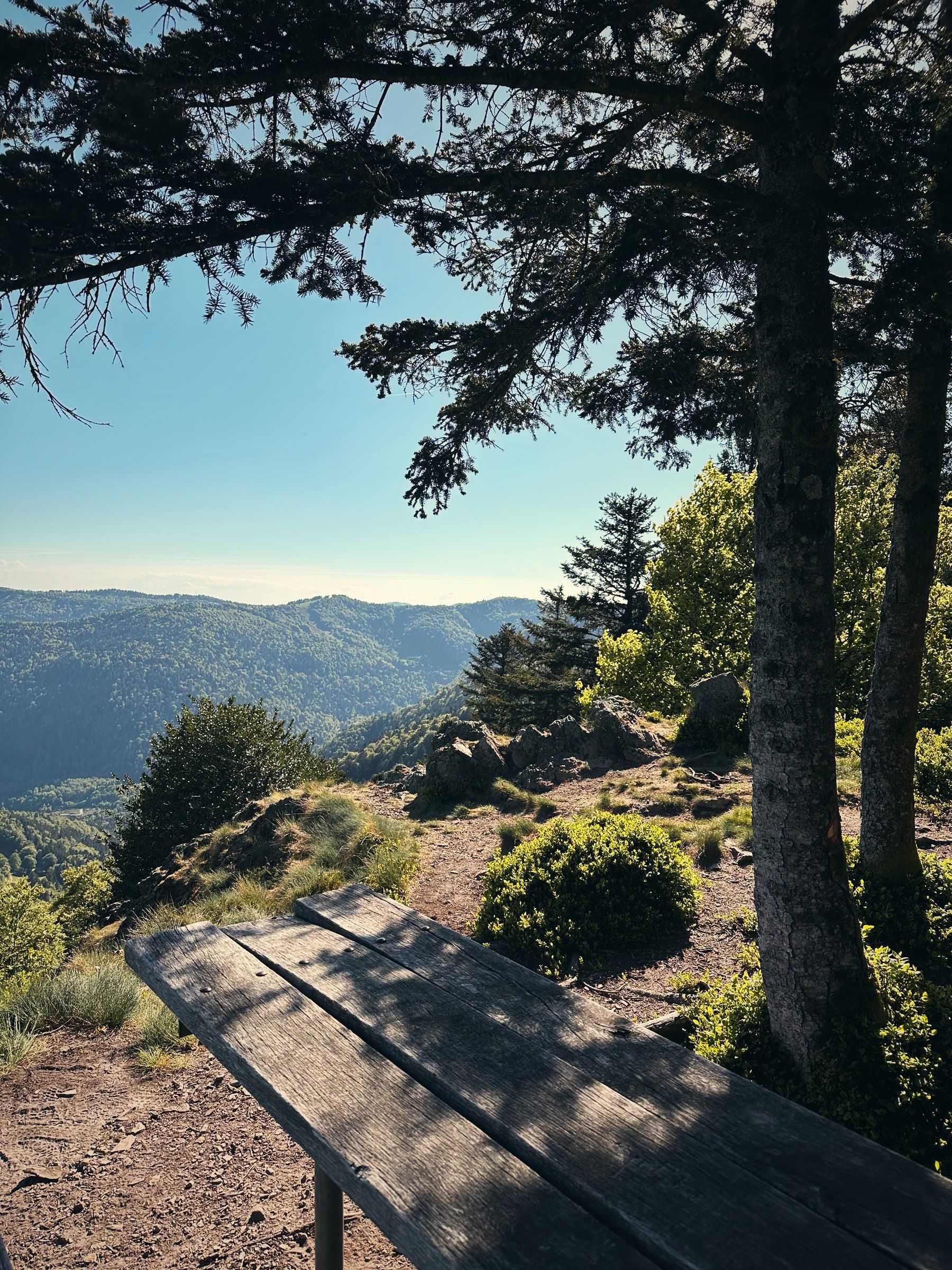 Holzbank unter Kiefern mit Aussicht