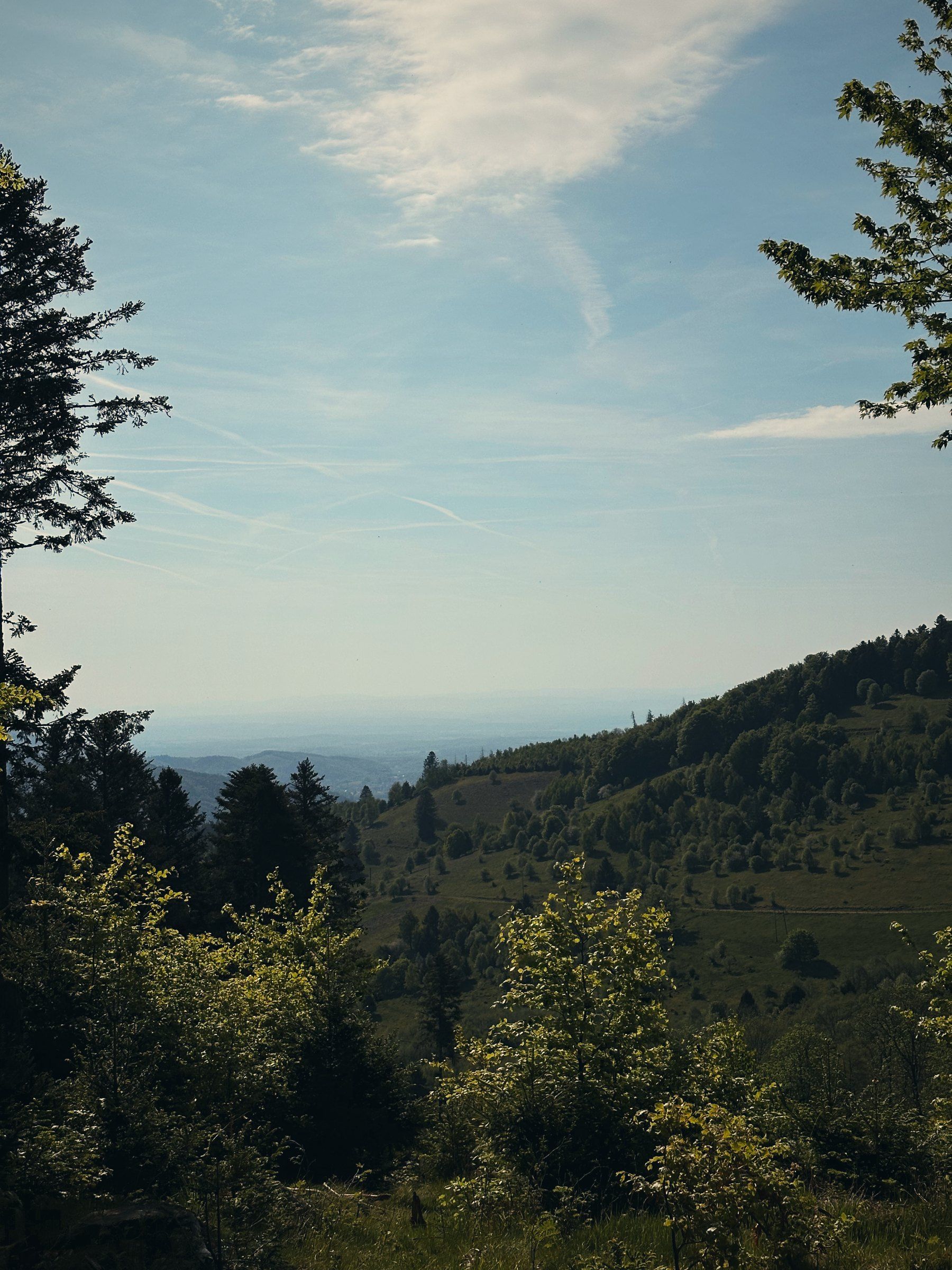 Blick über Wald und Wiesen am Morgen