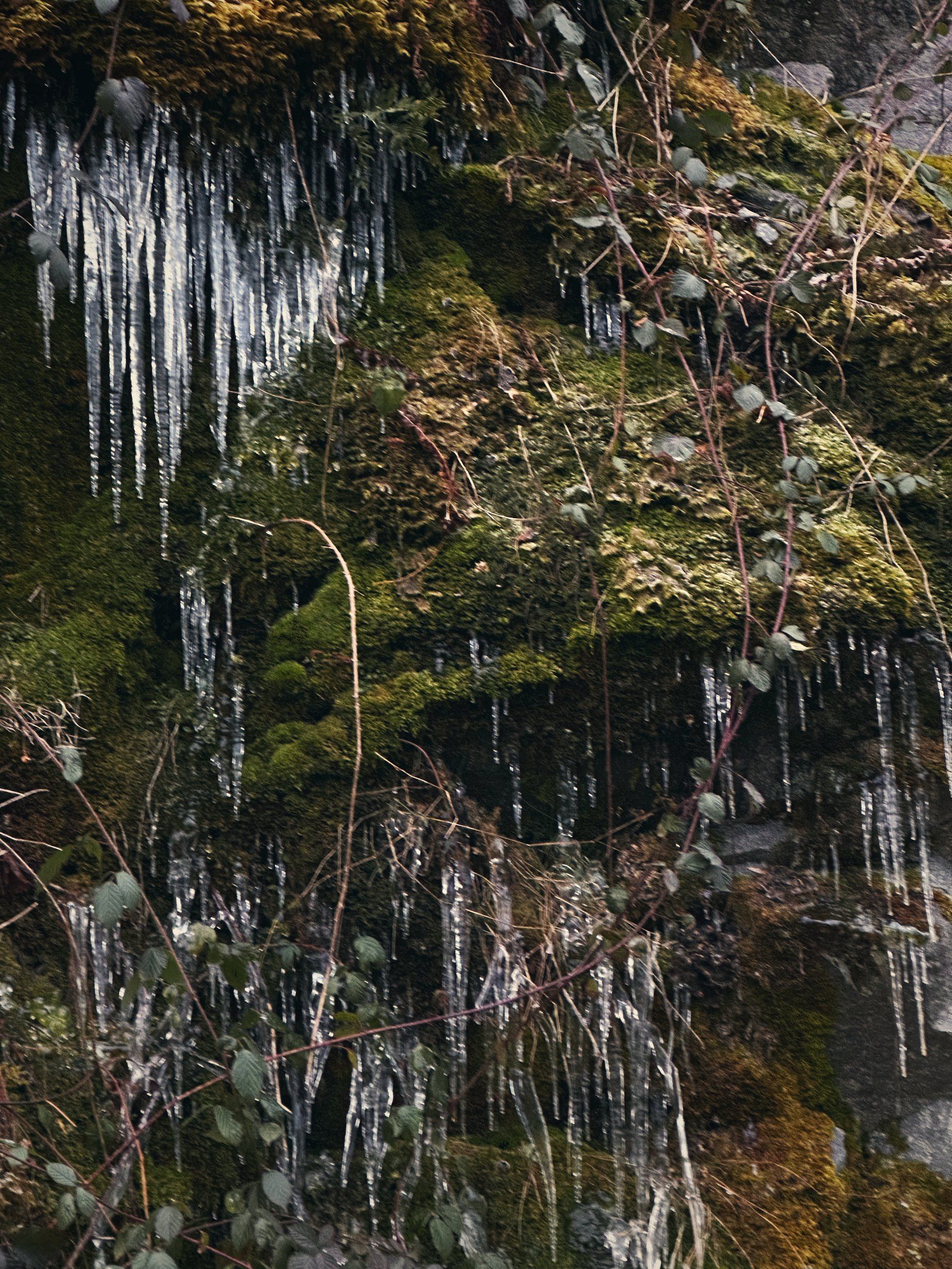 Eiszapfen hängen von einer moosigen Felswand